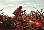 Image of Soldier standing guard at sandbagged post Honolulu Hawaii USA, 1942, second 41 stock footage video 65675063477