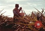 Image of Soldier standing guard at sandbagged post Honolulu Hawaii USA, 1942, second 42 stock footage video 65675063477