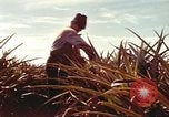 Image of Soldier standing guard at sandbagged post Honolulu Hawaii USA, 1942, second 43 stock footage video 65675063477