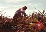 Image of Soldier standing guard at sandbagged post Honolulu Hawaii USA, 1942, second 44 stock footage video 65675063477