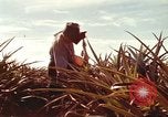 Image of Soldier standing guard at sandbagged post Honolulu Hawaii USA, 1942, second 45 stock footage video 65675063477