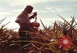 Image of Soldier standing guard at sandbagged post Honolulu Hawaii USA, 1942, second 46 stock footage video 65675063477