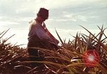 Image of Soldier standing guard at sandbagged post Honolulu Hawaii USA, 1942, second 48 stock footage video 65675063477