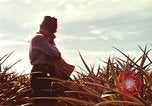 Image of Soldier standing guard at sandbagged post Honolulu Hawaii USA, 1942, second 51 stock footage video 65675063477