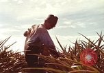 Image of Soldier standing guard at sandbagged post Honolulu Hawaii USA, 1942, second 52 stock footage video 65675063477
