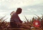 Image of Soldier standing guard at sandbagged post Honolulu Hawaii USA, 1942, second 53 stock footage video 65675063477