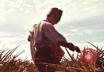 Image of Soldier standing guard at sandbagged post Honolulu Hawaii USA, 1942, second 56 stock footage video 65675063477