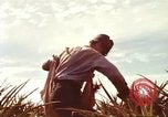 Image of Soldier standing guard at sandbagged post Honolulu Hawaii USA, 1942, second 57 stock footage video 65675063477