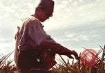 Image of Soldier standing guard at sandbagged post Honolulu Hawaii USA, 1942, second 61 stock footage video 65675063477