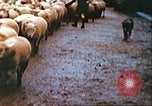 Image of United States soldier Germany, 1945, second 17 stock footage video 65675063552
