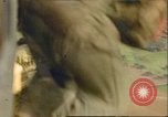 Image of C-47 Skytrain Germany, 1945, second 6 stock footage video 65675063569