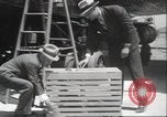 Image Oiseaux Albatros San Francisco California USA, 1937, de la seconde 14 séquences d'archives historiques vidéo 65675063622