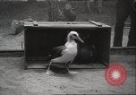 Image Oiseaux Albatros San Francisco California USA, 1937, de la seconde 22 séquences d'archives historiques vidéo 65675063622