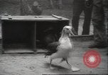 Image Oiseaux Albatros San Francisco California USA, 1937, de la seconde 23 séquences d'archives historiques vidéo 65675063622