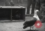 Image Oiseaux Albatros San Francisco California USA, 1937, de la seconde 24 séquences d'archives historiques vidéo 65675063622