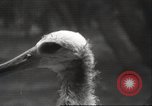 Image Oiseaux Albatros San Francisco California USA, 1937, de la seconde 25 séquences d'archives historiques vidéo 65675063622