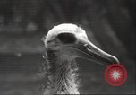 Image Oiseaux Albatros San Francisco California USA, 1937, de la seconde 26 séquences d'archives historiques vidéo 65675063622