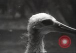 Image Oiseaux Albatros San Francisco California USA, 1937, de la seconde 27 séquences d'archives historiques vidéo 65675063622
