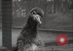 Image Oiseaux Albatros San Francisco California USA, 1937, de la seconde 28 séquences d'archives historiques vidéo 65675063622