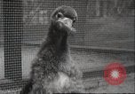 Image Oiseaux Albatros San Francisco California USA, 1937, de la seconde 29 séquences d'archives historiques vidéo 65675063622
