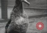 Image Oiseaux Albatros San Francisco California USA, 1937, de la seconde 30 séquences d'archives historiques vidéo 65675063622