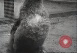 Image Oiseaux Albatros San Francisco California USA, 1937, de la seconde 31 séquences d'archives historiques vidéo 65675063622