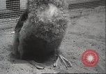 Image Oiseaux Albatros San Francisco California USA, 1937, de la seconde 32 séquences d'archives historiques vidéo 65675063622