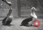 Image Oiseaux Albatros San Francisco California USA, 1937, de la seconde 34 séquences d'archives historiques vidéo 65675063622