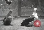Image Oiseaux Albatros San Francisco California USA, 1937, de la seconde 35 séquences d'archives historiques vidéo 65675063622