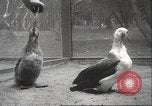 Image Oiseaux Albatros San Francisco California USA, 1937, de la seconde 36 séquences d'archives historiques vidéo 65675063622