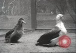 Image Oiseaux Albatros San Francisco California USA, 1937, de la seconde 37 séquences d'archives historiques vidéo 65675063622
