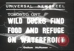 Image of wild ducks Toronto Ontario Canada, 1939, second 1 stock footage video 65675063633