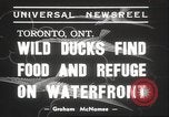 Image of wild ducks Toronto Ontario Canada, 1939, second 4 stock footage video 65675063633