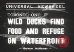 Image of wild ducks Toronto Ontario Canada, 1939, second 5 stock footage video 65675063633