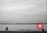 Image of wild ducks Toronto Ontario Canada, 1939, second 13 stock footage video 65675063633