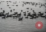 Image of wild ducks Toronto Ontario Canada, 1939, second 14 stock footage video 65675063633