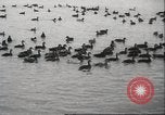 Image of wild ducks Toronto Ontario Canada, 1939, second 15 stock footage video 65675063633