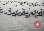 Image of wild ducks Toronto Ontario Canada, 1939, second 16 stock footage video 65675063633