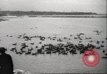 Image of wild ducks Toronto Ontario Canada, 1939, second 17 stock footage video 65675063633