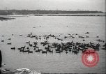 Image of wild ducks Toronto Ontario Canada, 1939, second 18 stock footage video 65675063633