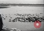 Image of wild ducks Toronto Ontario Canada, 1939, second 19 stock footage video 65675063633