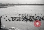 Image of wild ducks Toronto Ontario Canada, 1939, second 20 stock footage video 65675063633