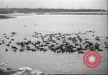 Image of wild ducks Toronto Ontario Canada, 1939, second 21 stock footage video 65675063633