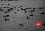 Image of wild ducks Toronto Ontario Canada, 1939, second 22 stock footage video 65675063633