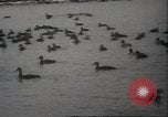 Image of wild ducks Toronto Ontario Canada, 1939, second 23 stock footage video 65675063633