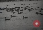 Image of wild ducks Toronto Ontario Canada, 1939, second 24 stock footage video 65675063633
