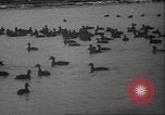 Image of wild ducks Toronto Ontario Canada, 1939, second 25 stock footage video 65675063633