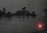 Image of wild ducks Toronto Ontario Canada, 1939, second 26 stock footage video 65675063633