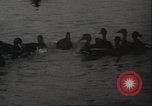 Image of wild ducks Toronto Ontario Canada, 1939, second 27 stock footage video 65675063633