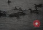 Image of wild ducks Toronto Ontario Canada, 1939, second 28 stock footage video 65675063633